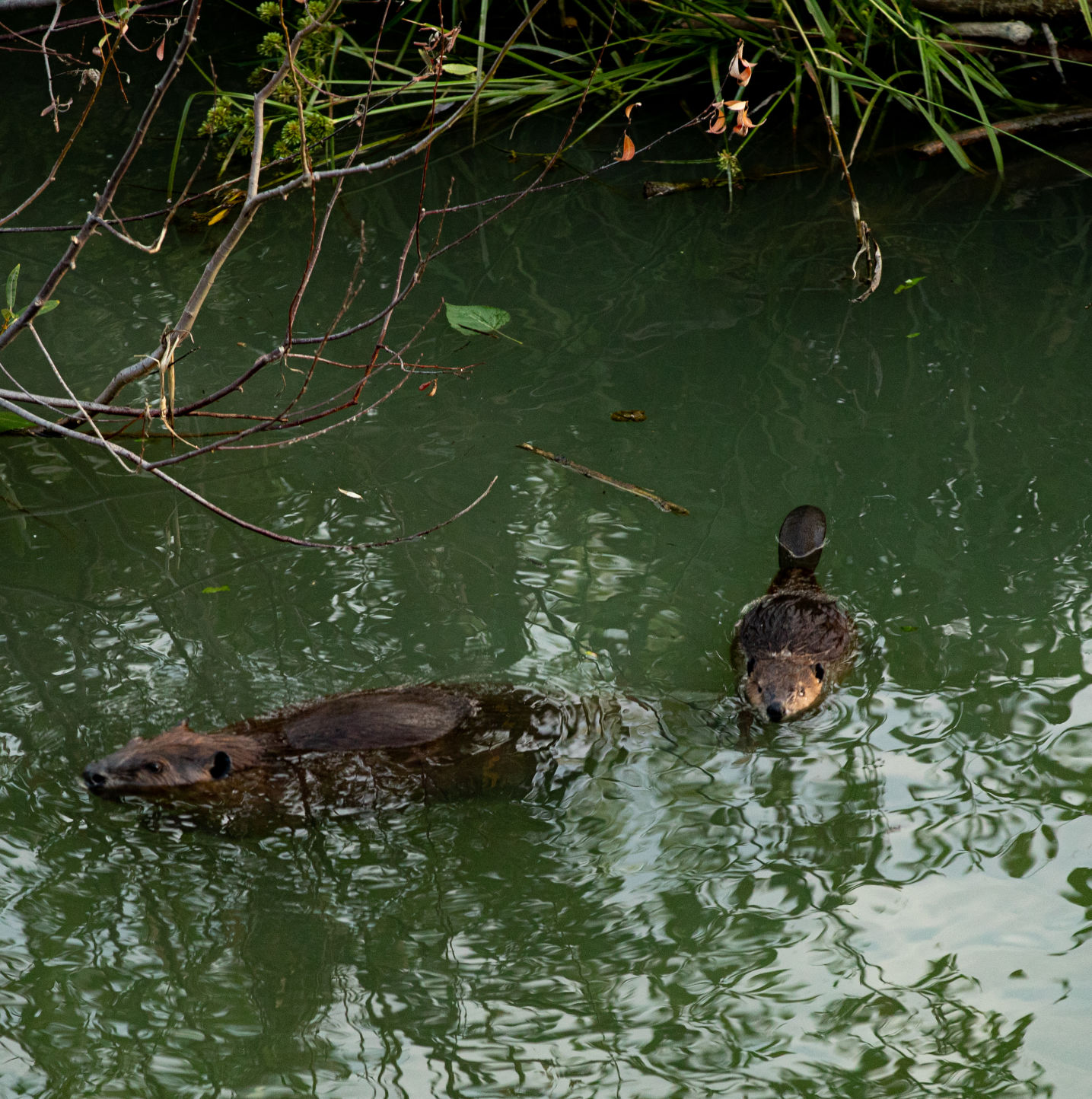 Beaver Lodge Summer 2019